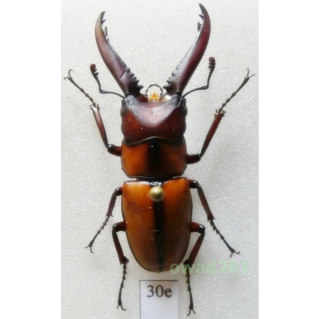 Prosopocoilus mysticus mysticus Parry, 1870 36mm Indonesia, Java Is30e